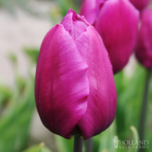 Purple Prince Tulip