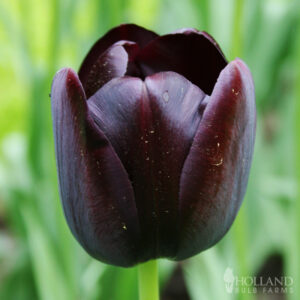 Queen of Night Tulips