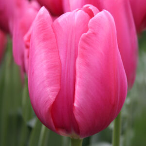 Don Quichotte Tulip