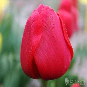 Red Impression Tulip