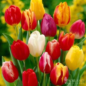 Darwin Hybrid Tulip Mix