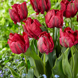 Madonna Parrot Tulip