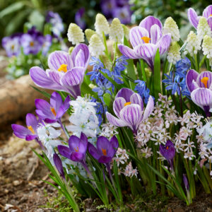 Sweet Little Birds Groundcover Spring Bulb Mix