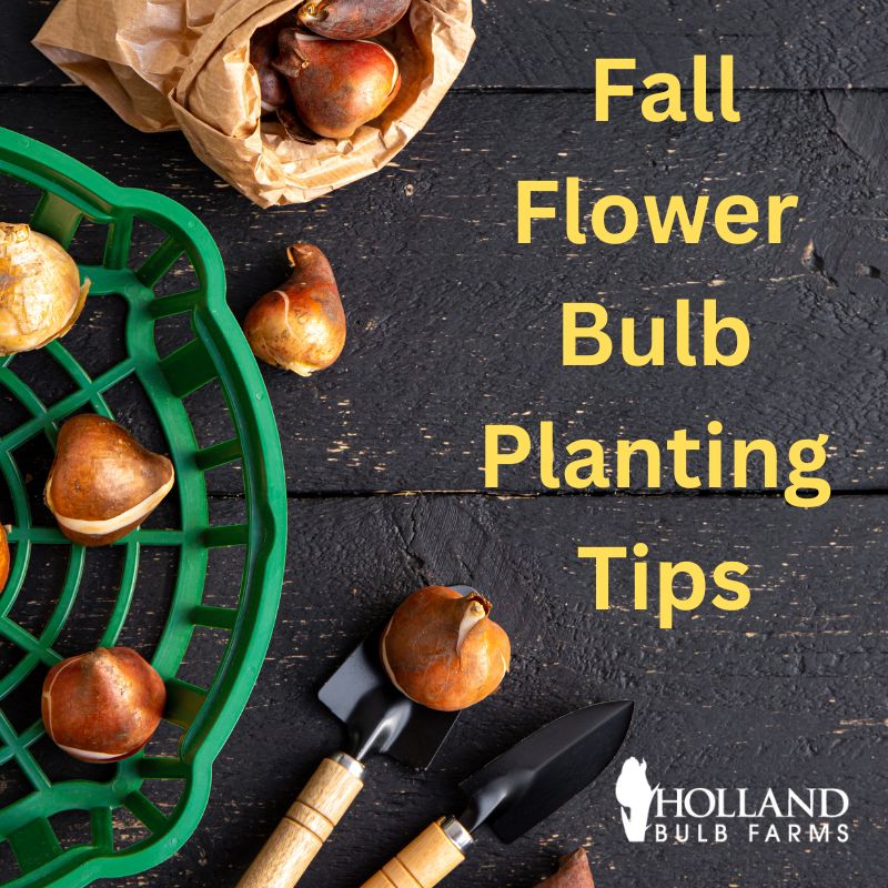 Top Ten Tips for Fall Flower Bulb Planting Fall Flower Bulbs Tips
