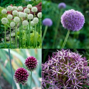 Allium