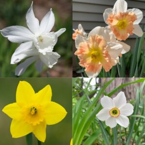 Daffodils