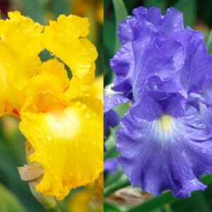 Bold Look Bearded Iris and Victoria Falls Bearded Iris 