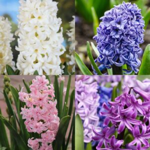 Hyacinths