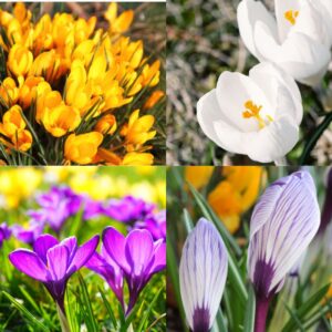 Crocus