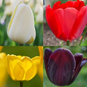 Tulips