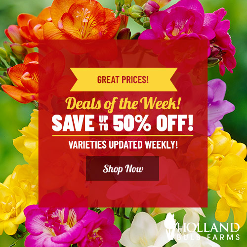 Shop Holland Bulb Farms Deals of the Week!