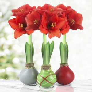 Waxed Amaryllis