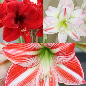 Premium amaryllis bulbs