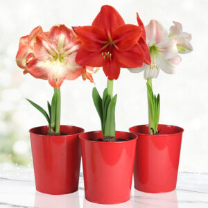 Amaryllis Gift Kits