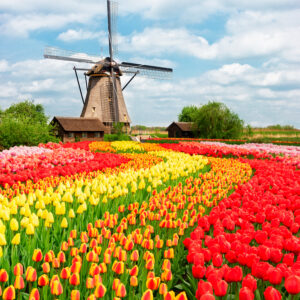 Tulips Blooming in Holland