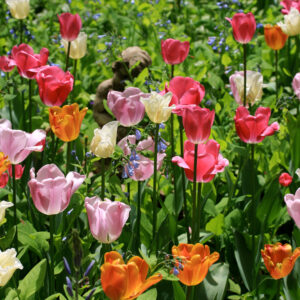 Mixed Tulip Flowers