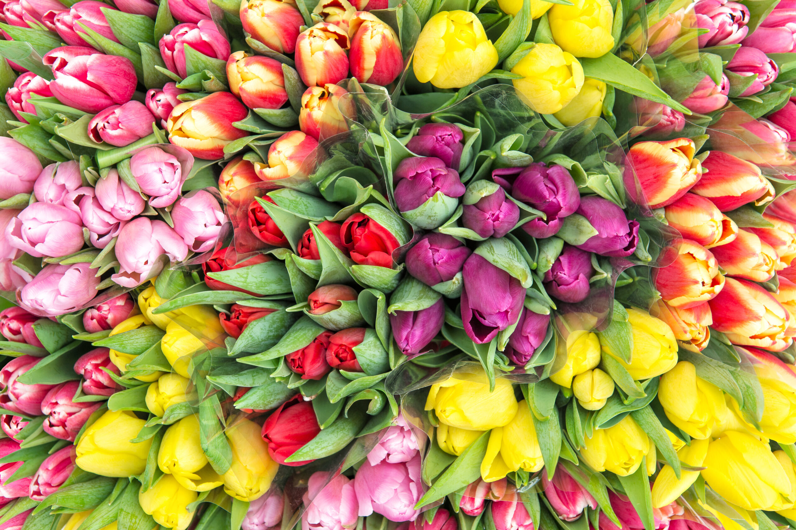 Top Ten Fun Tulip Facts Tulip Bulb