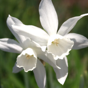 Thalia Daffodil 