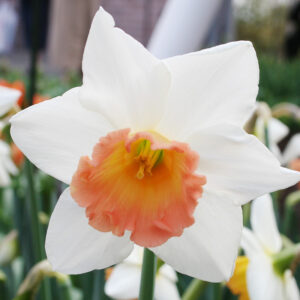 Accent Daffodil 