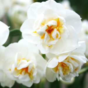 Bridal Crown Daffodil