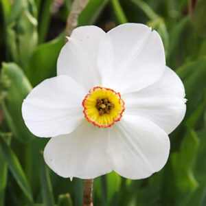 Pheasant's Eye Daffodil