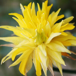 Rip Van Winkle Daffodil