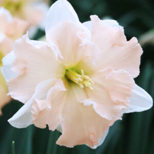 Vanilla Peach Daffodil