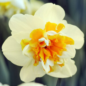 Peach Cobbler Daffodil