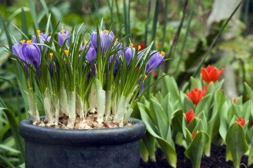 Flower Bulbs in Pots