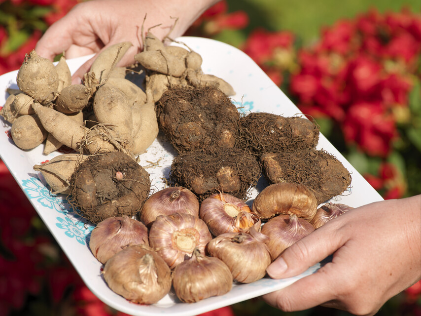 Storing Bulbs Over Winter Can I store bulbs over winter?