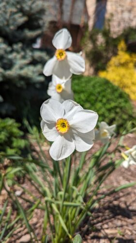 Pheasant's Eye Daffodil