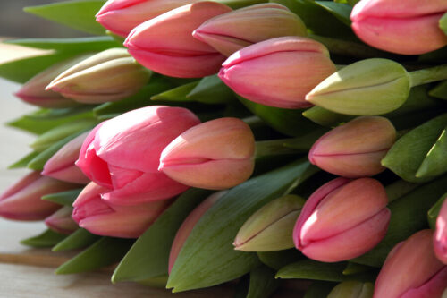 Closed Tulip Flowers