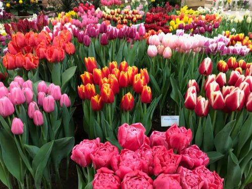 Fresh Cut Tulips in Market