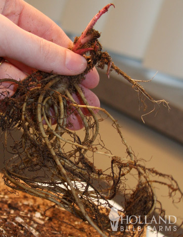 Bare Root Perennial