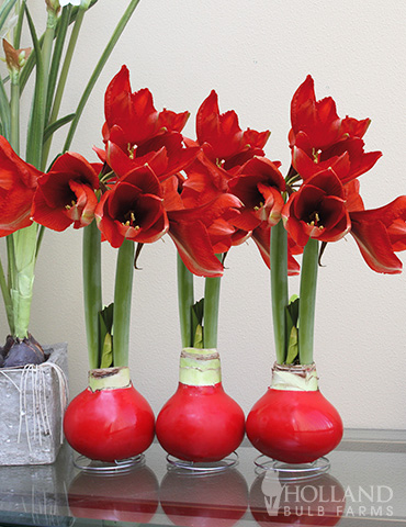 Red waxed amaryllis with red flowers