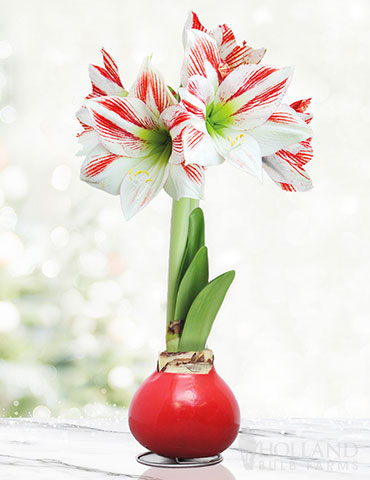 Red waxed amaryllis with bi-color white and red flowers