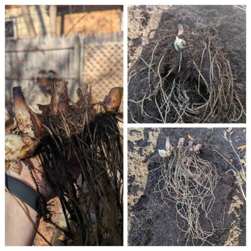 Canna Lily Rhizomes