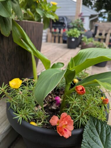 Canna lilies planted with moss rose